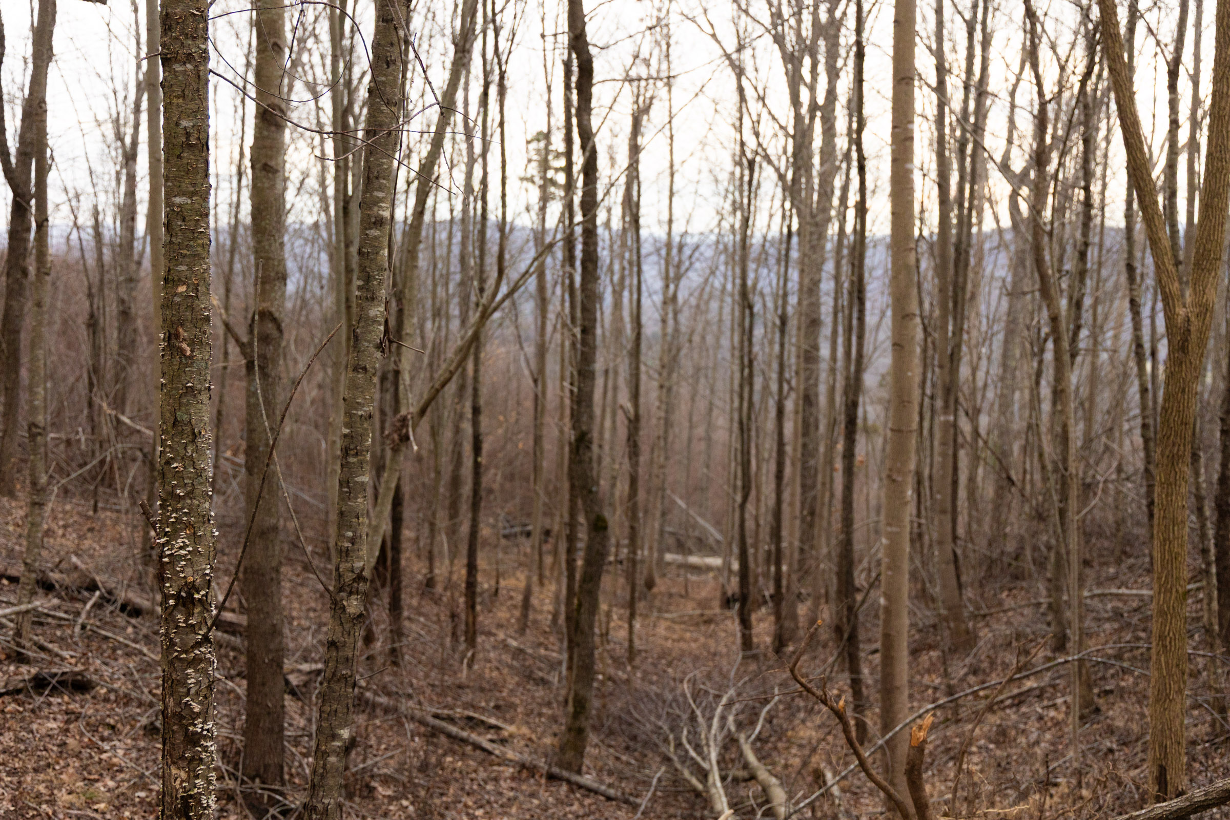 Tract 20 at Jade Pass in Whitley County, Kentucky