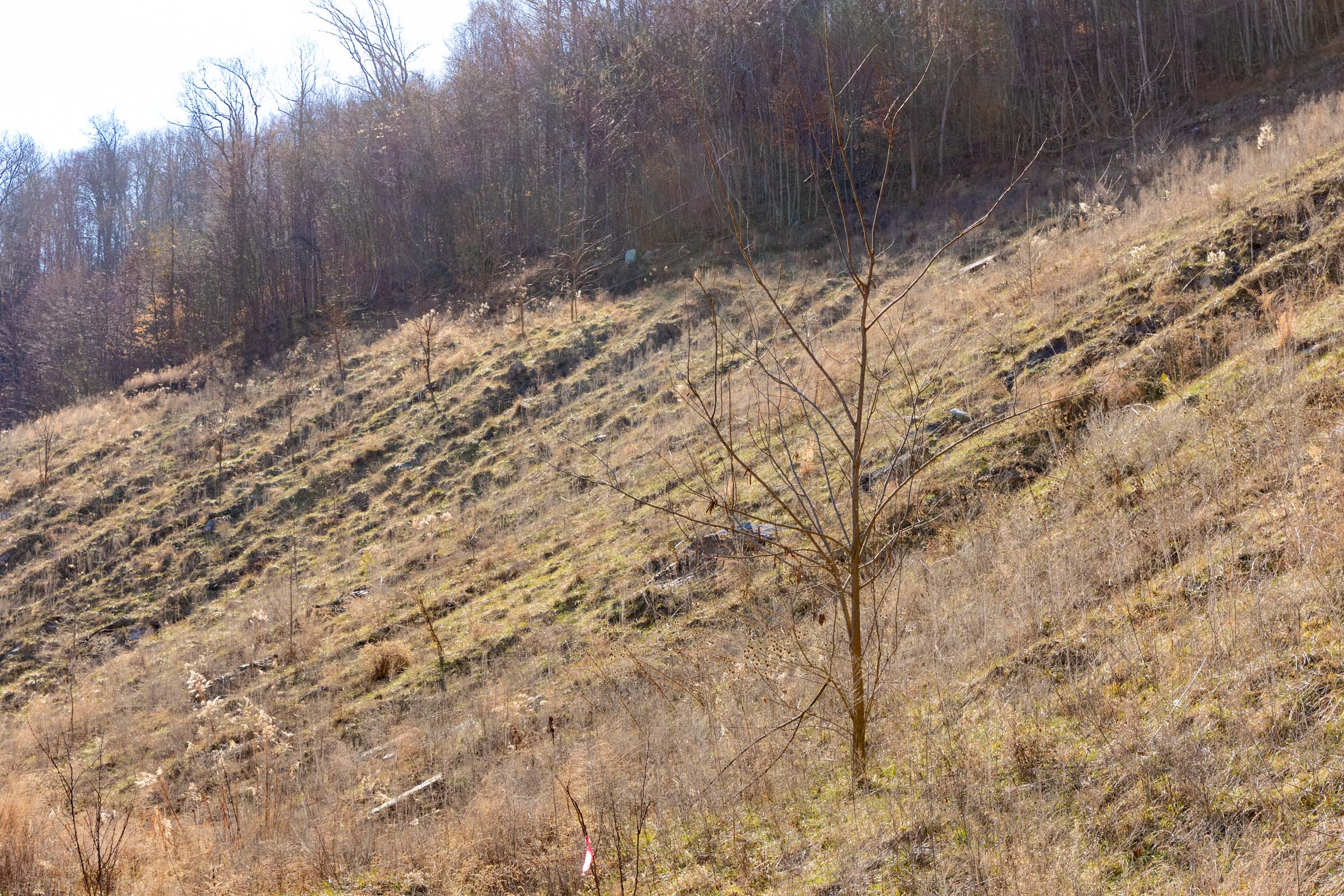 Tract 7 at Jade Pass in Whitley County, Kentucky